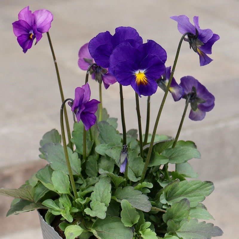 現品!! 2色咲き♪吉村さんの花首の長いビオラ「ブローインフィールド