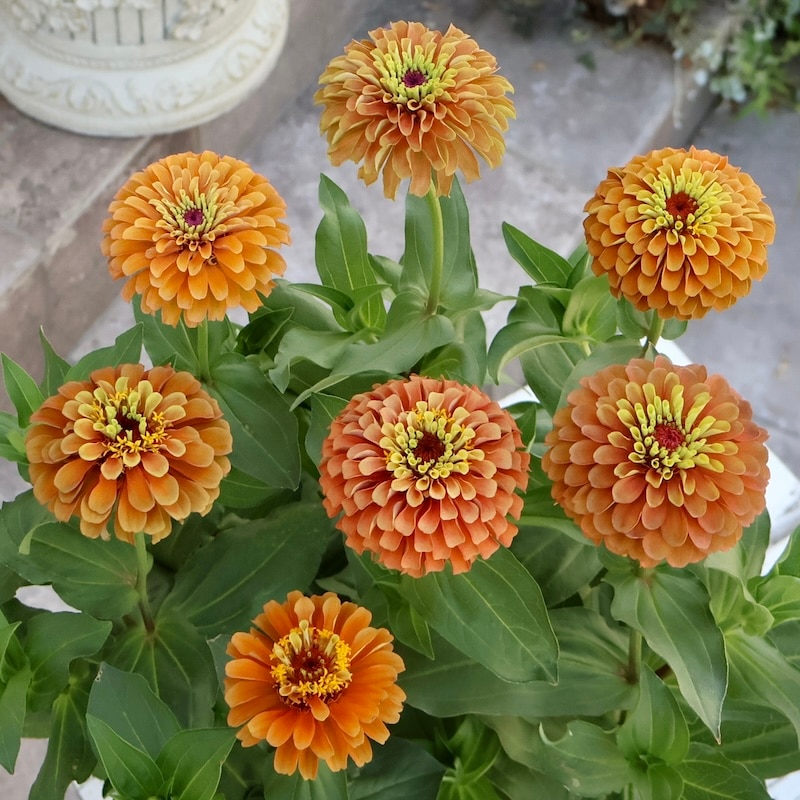 綺麗な秋苗入荷♪八重咲きジニア・クイーン「ライムオレンジ」系