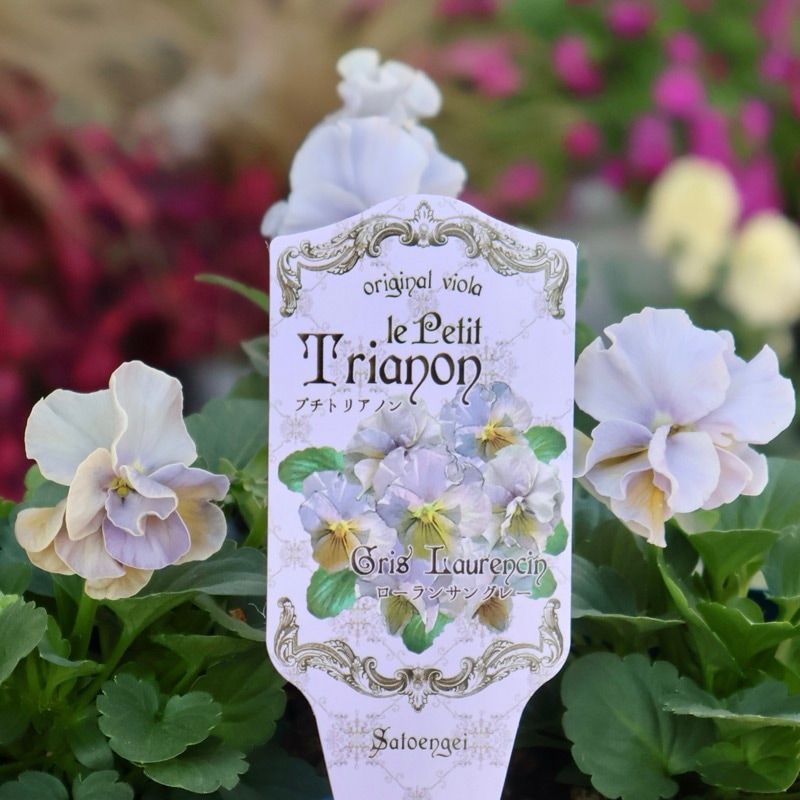 希少な新品種》サトウ園芸さんのビオラ・プチトリアノン「ローランサン