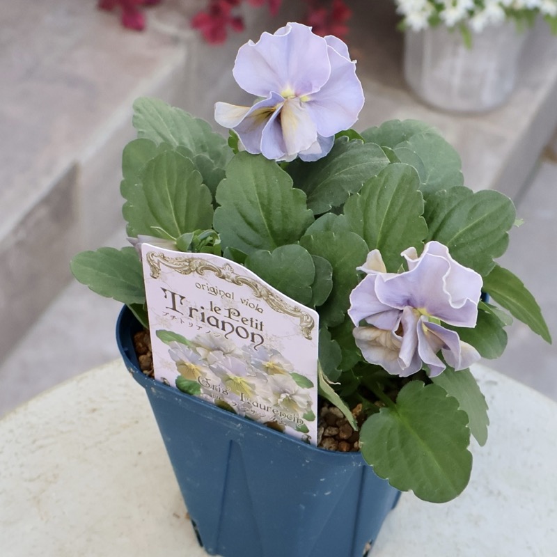 希少な新品種》サトウ園芸さんのビオラ・プチトリアノン「ローランサン