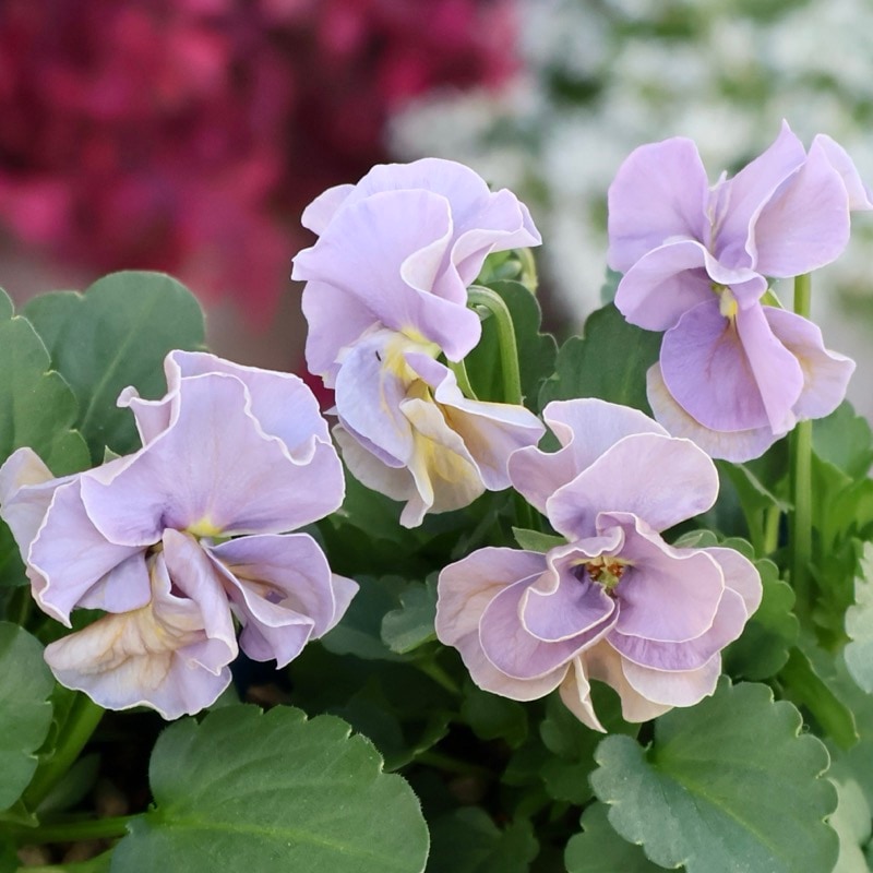 プリマベーラ90 29_000000009619.jpg?1763108873