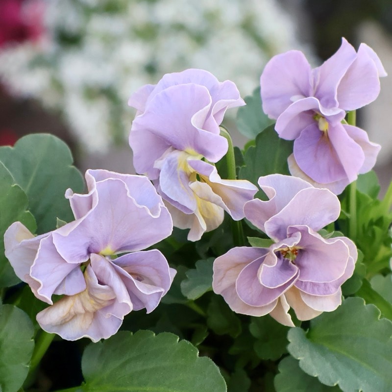 のらくろクン　プランター　(難あり)レア　希少品 希少な新品種》サトウ園芸さんのビオラ・プチトリアノン「ローランサン