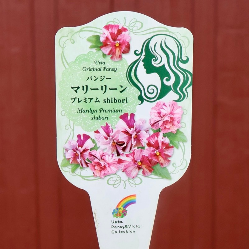 画像で色を選べる!!うえたパンジー「マリーリーン・プレミアムshibori