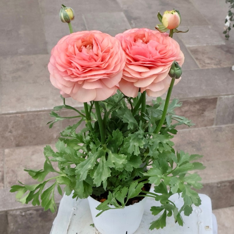 現品1点限り》2年物のボリューム満点株♪ラナンキュラス「綾リッチ」7