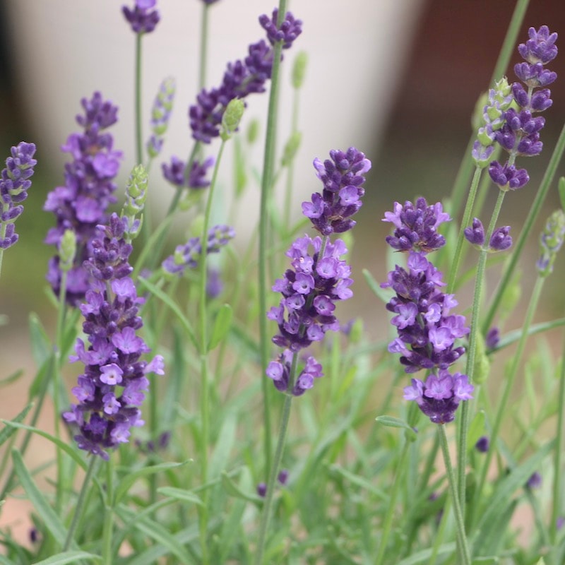 3.5号鉢】イングリッシュ系の長崎ラベンダー「ナイトブルー」