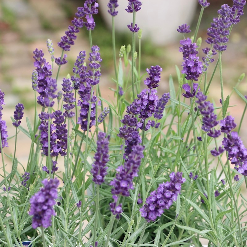 3.5号鉢】イングリッシュ系の長崎ラベンダー「ナイトブルー」