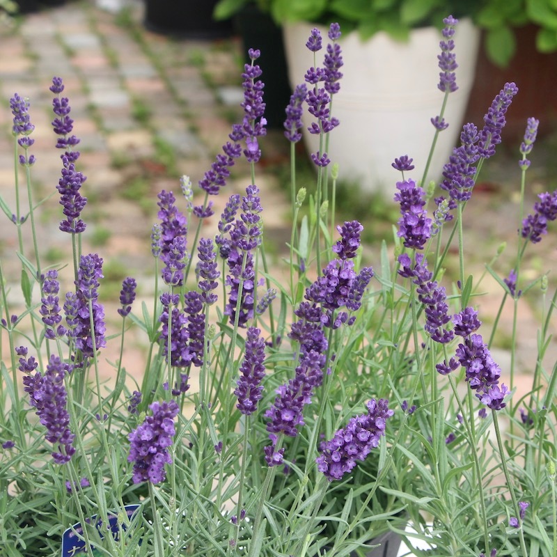 ラベンダー様オーダー 通販限定「Romantic Dream Roseジャンパースカート&カチューシャセット