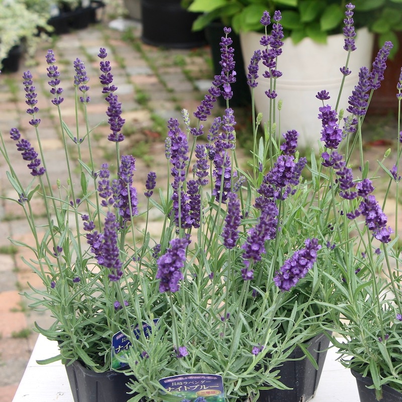 ラベンダー様 3.5号鉢】イングリッシュ系の長崎ラベンダー「ナイトブルー」