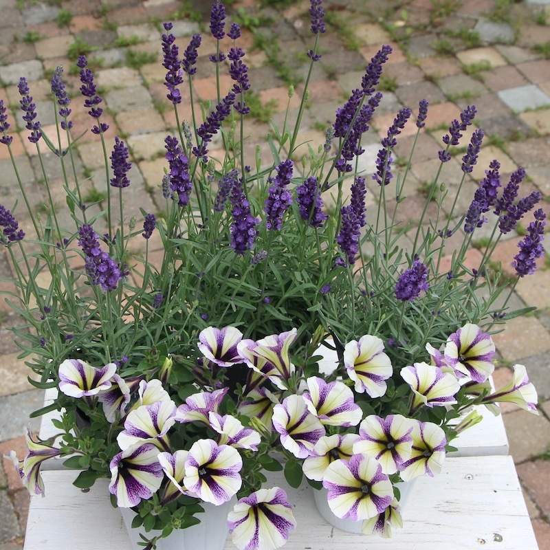 3.5号鉢】イングリッシュ系の長崎ラベンダー「ナイトブルー」