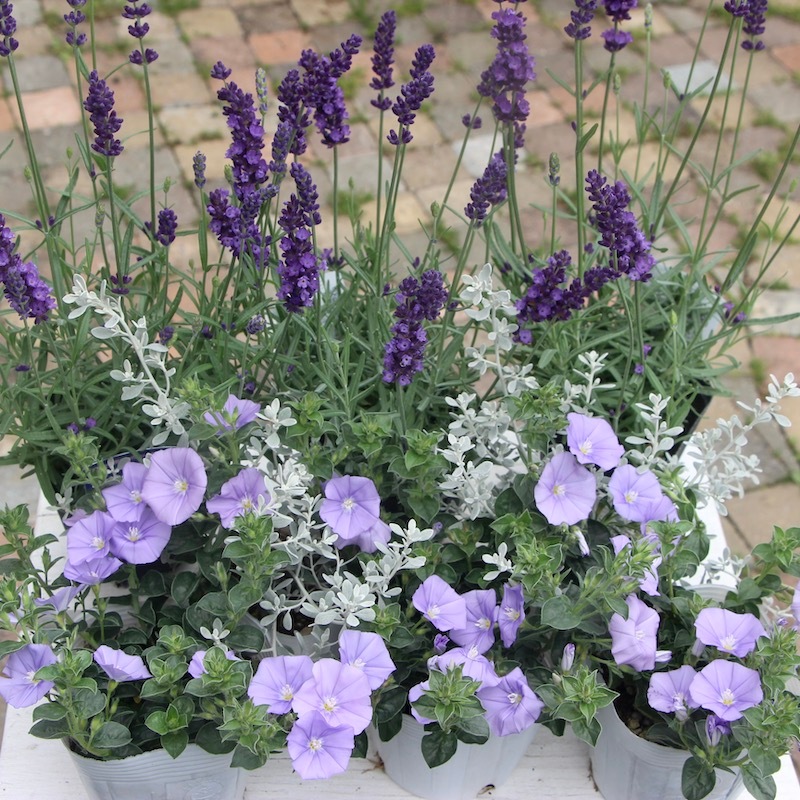 3.5号鉢】イングリッシュ系の長崎ラベンダー「ナイトブルー」