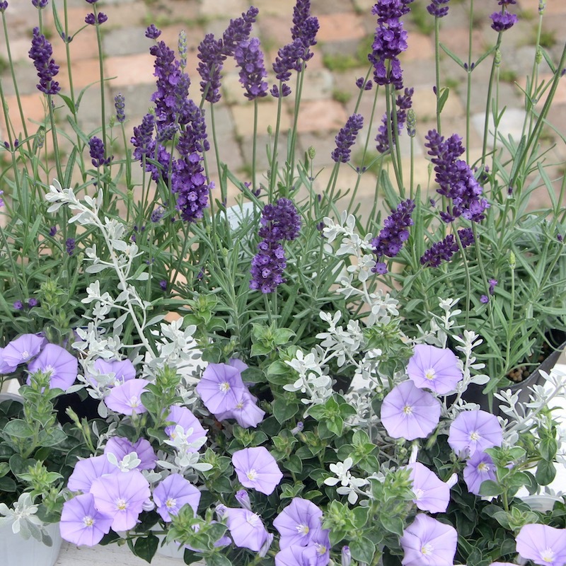 3.5号鉢】イングリッシュ系の長崎ラベンダー「ナイトブルー」