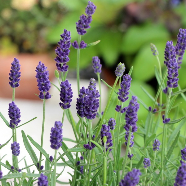 3.5号鉢】イングリッシュ系の長崎ラベンダー「ナイトブルー」