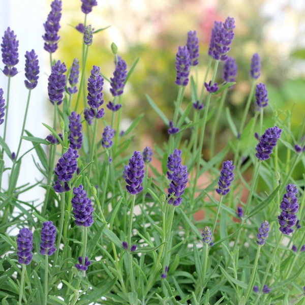 3 5号鉢 イングリッシュ系の長崎ラベンダー ナイトブルー