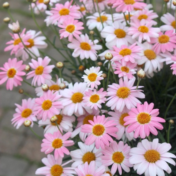 ミルキーさまご購入品 リメイク鉢 角丸鉢 やぼったく マーガレット 