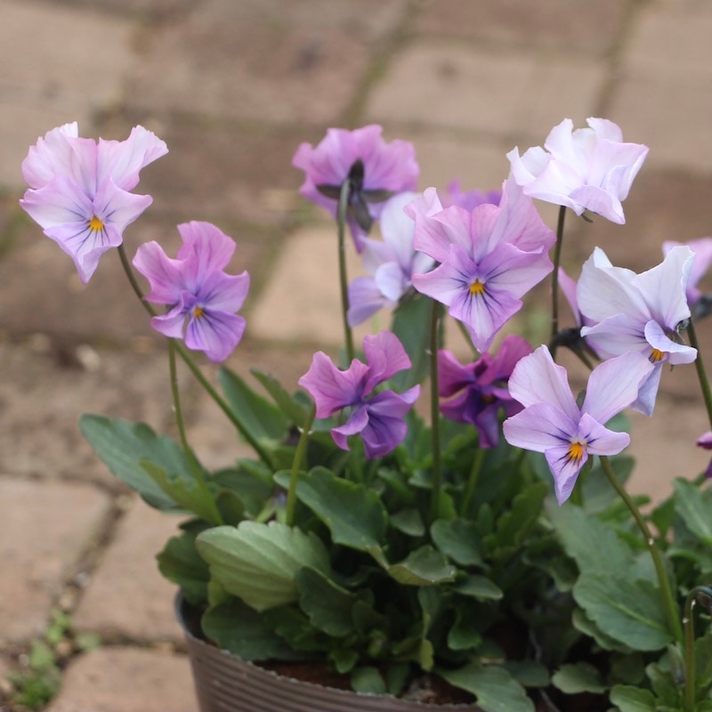 吉村さんのビオラ「ブローインフィールド」＜9番＞21年度