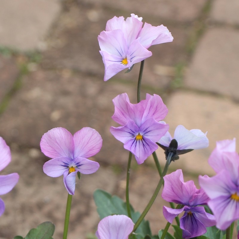 吉村さんのビオラ「ブローインフィールド」＜9番＞21年度