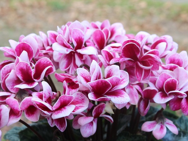 風散歩☆推奨シクラメン「フェアリーピコ・ダブル」＜B＞