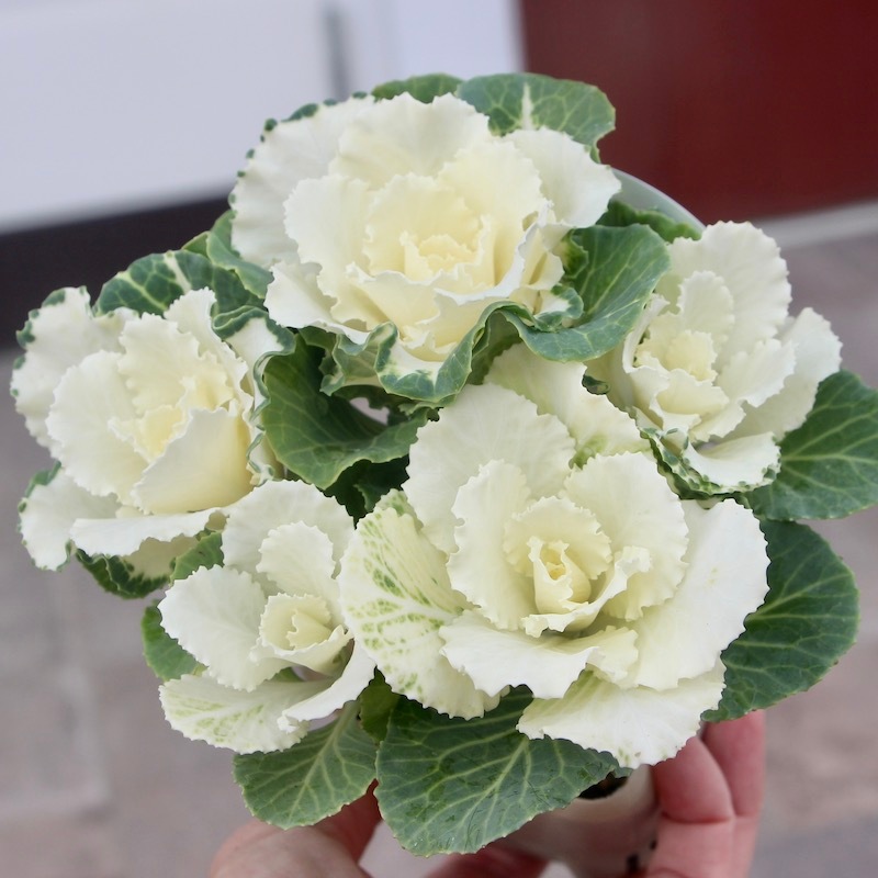 即日発送 50Pホワイトフレア　バラ 高見園芸さんの1本植え葉牡丹「フレアホワイト」