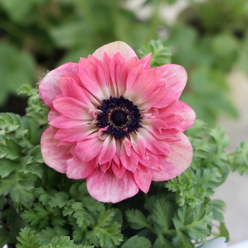 ②アブチロン苗 濃いピンク紫色【1苗】抜き苗 ②アブチロン苗 濃い