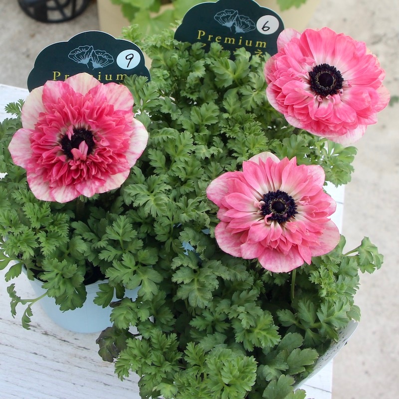 ムラサキの魅惑なアネモネ 2024年NEW☆2年生株のプレミアム八重咲きアネモネ「アンアリス