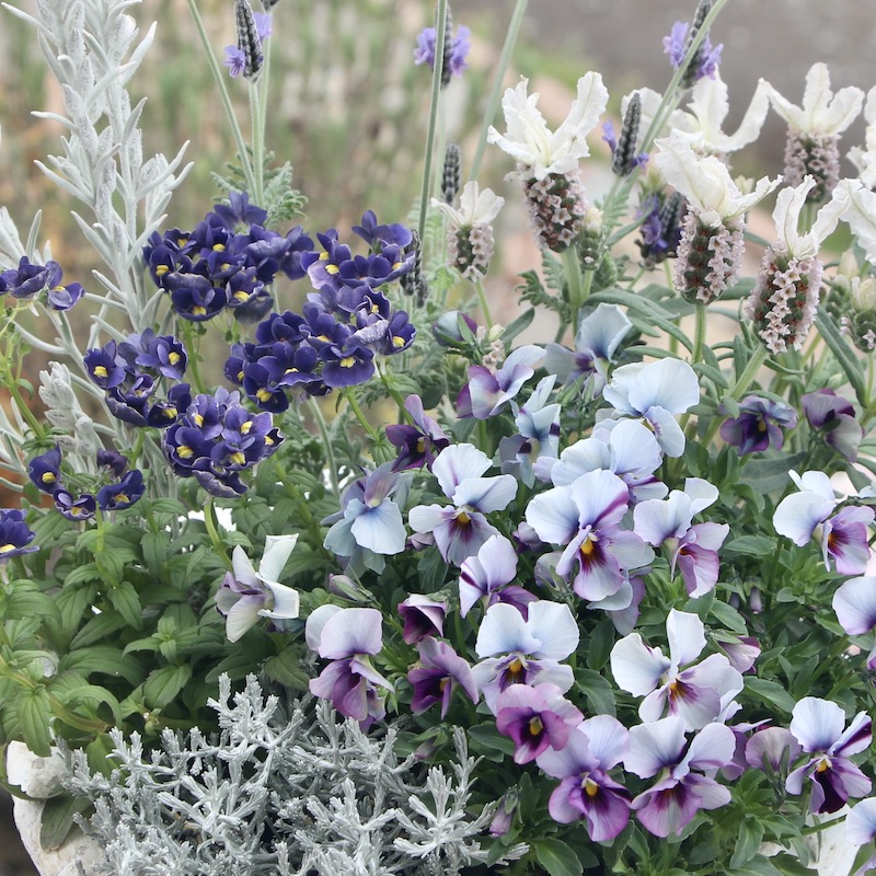 画像で花の色・形を選べる!!うえたビオラ「パピヨンワールド」252番