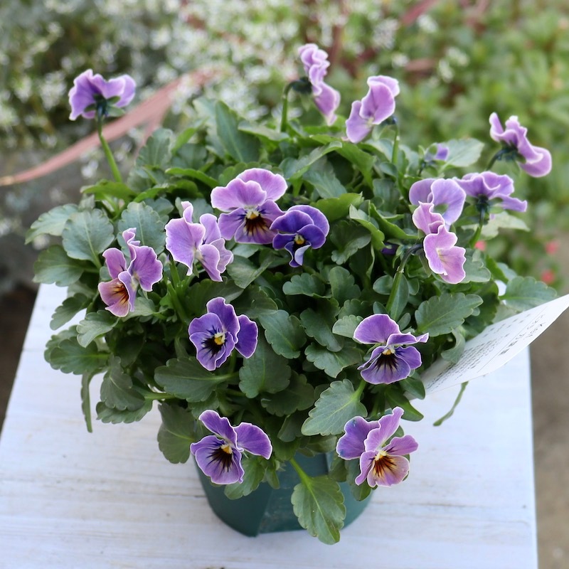 現品1点限り!! 特大の超良株☆桂楓園さんのビオラ「万葉菫