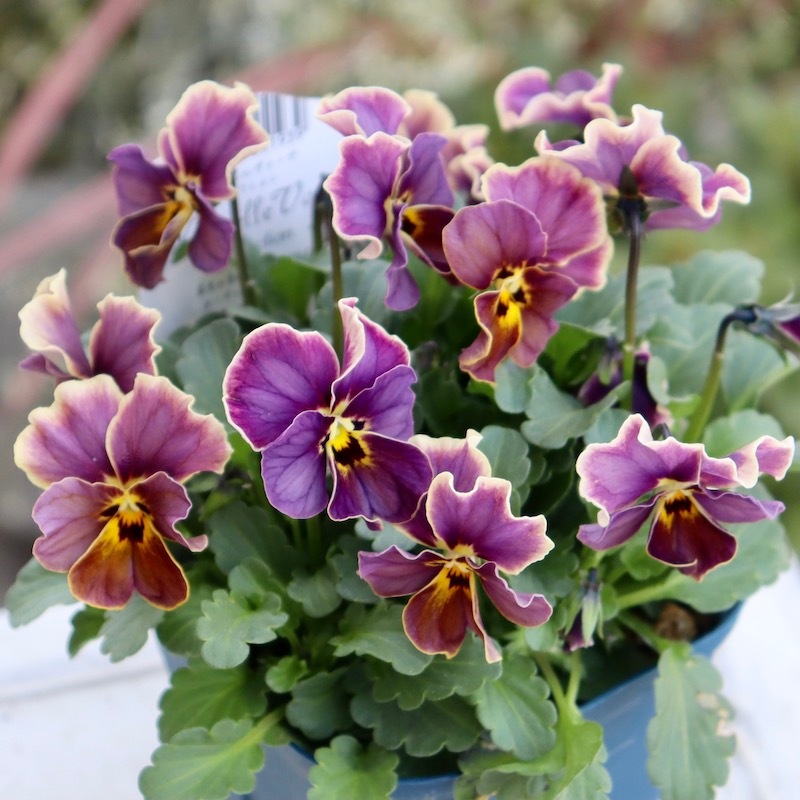 画像で花色を選べる!!サトウ園芸さんのビオラ・ヌーヴェルヴァーグ