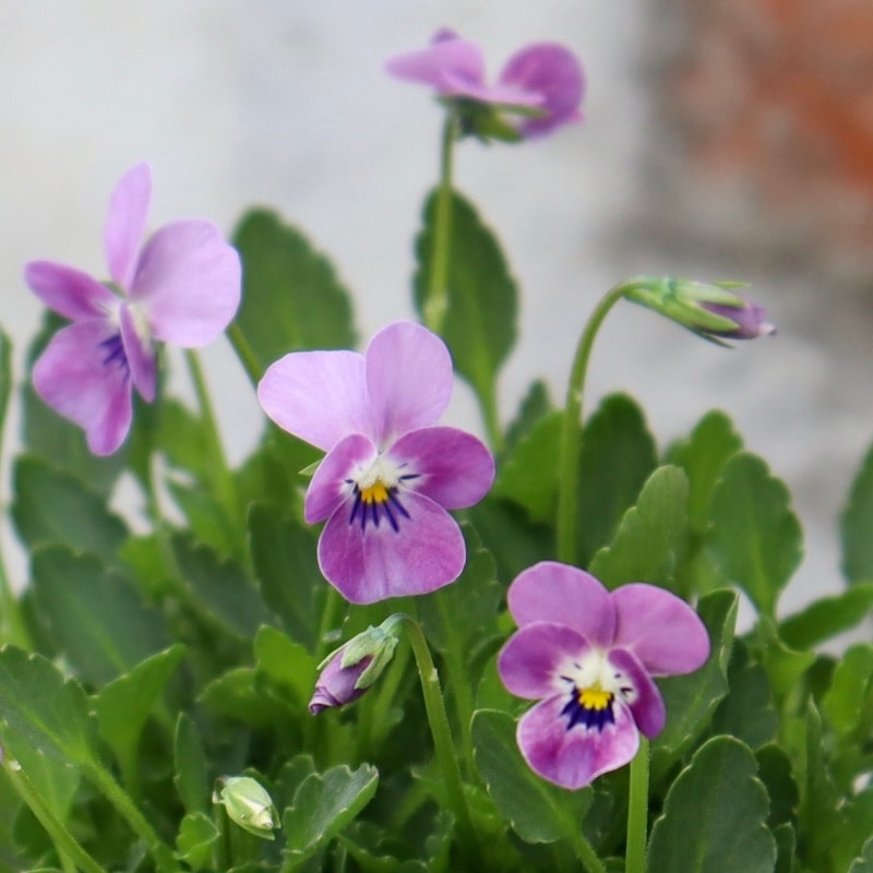 現品1点限り☆2024年NEW☆フラワーハーツさんの小輪ビオラ・ビオレッタ