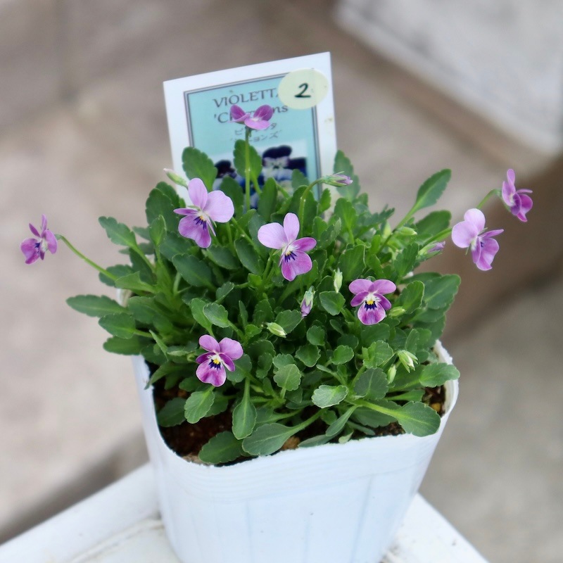 現品1点限り☆2024年NEW☆フラワーハーツさんの小輪ビオラ・ビオレッタ