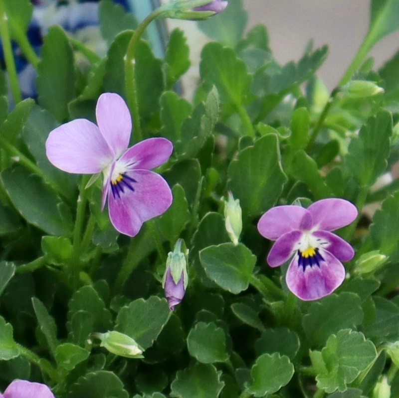 現品1点限り☆2024年NEW☆フラワーハーツさんの小輪ビオラ・ビオレッタ