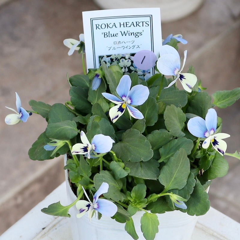 1点限り☆画像で花色を選べる!! ロカハーツ「ブルーウイングス」＜1番＞