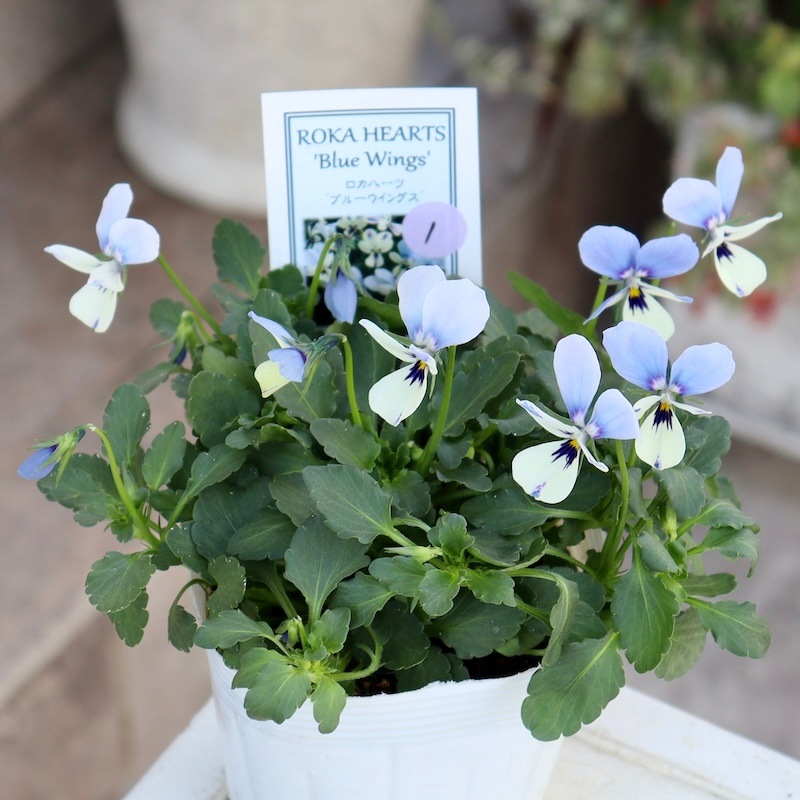 1点限り☆画像で花色を選べる!! ロカハーツ「ブルーウイングス」＜1番＞