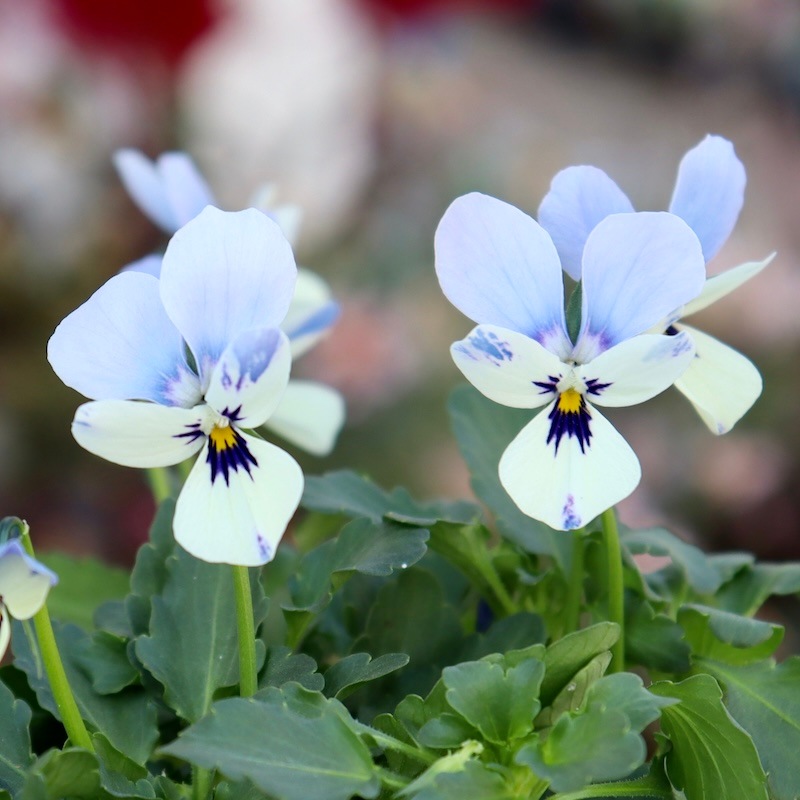 1点限り☆画像で花色を選べる!! ロカハーツ「ブルーウイングス」<1番> 1点限り☆画像で花色を選べる!! ロカハーツ「ブルーウイングス」<1番>