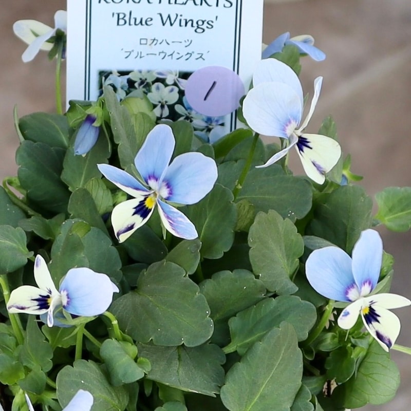1点限り☆画像で花色を選べる!! ロカハーツ「ブルーウイングス」＜1番＞