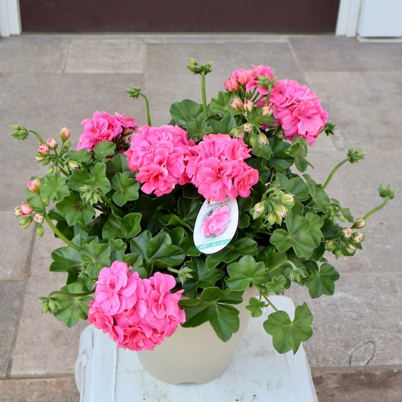 シナリー　CFPピンク　セブレアイブロウチャーム　ゆうこりん様 数量限定】チャリティーピンキーリング LUCKY☆5 | JOICFP