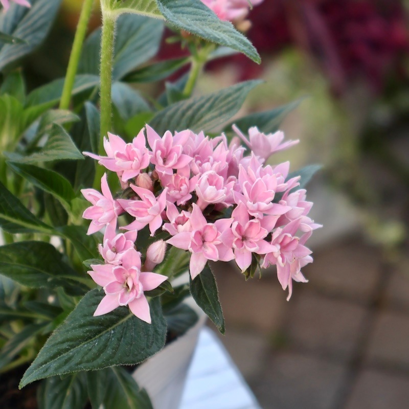 希少品種】八重咲きチューベローズピンク他 レア‼️切り花品種