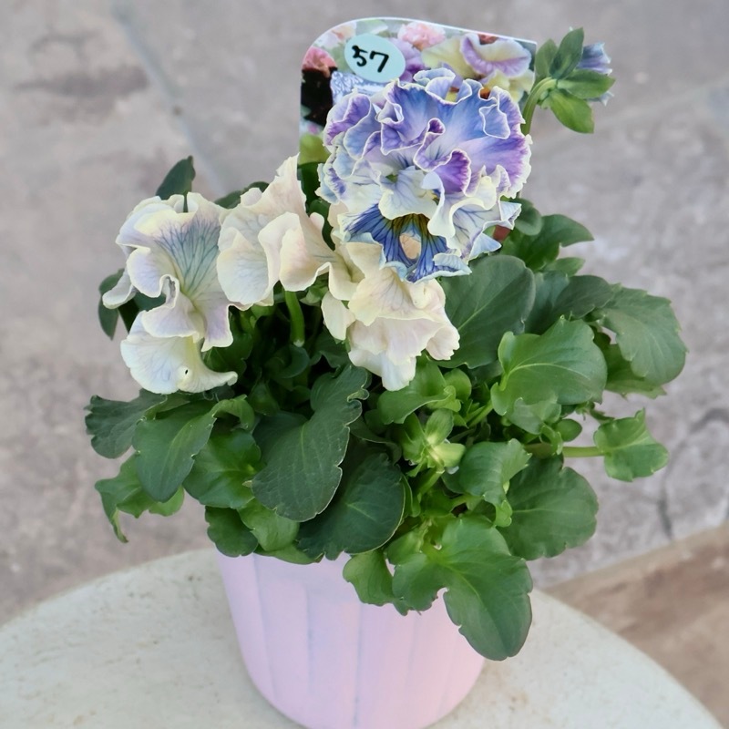 画像の現品1点限り☆Rガーデンさんのアンティークフリルパンジー