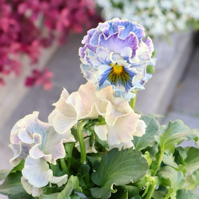 画像の現品1点限り☆Rガーデンさんのアンティークフリルパンジー