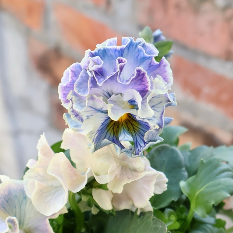 画像の現品1点限り☆Rガーデンさんのアンティークフリルパンジー