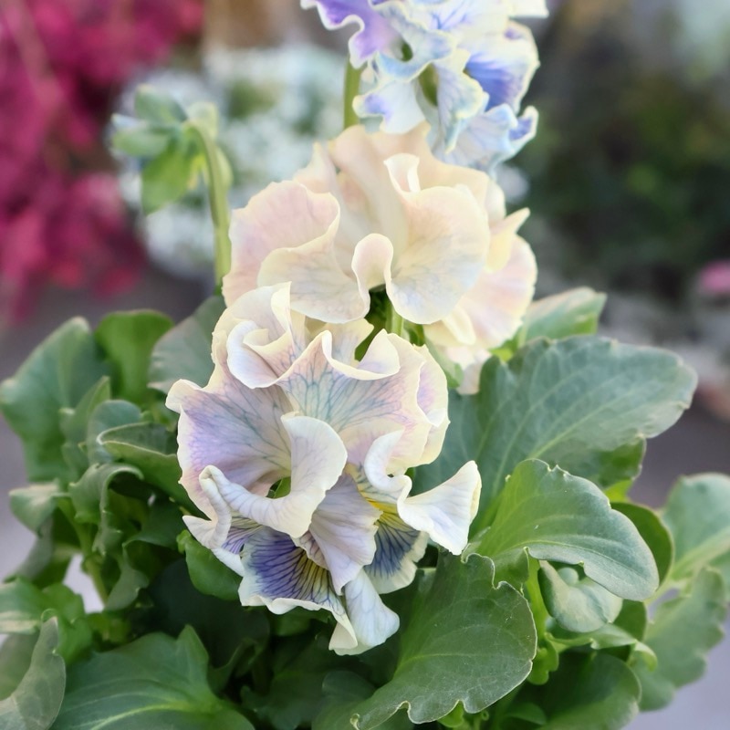 画像の現品1点限り☆Rガーデンさんのアンティークフリルパンジー