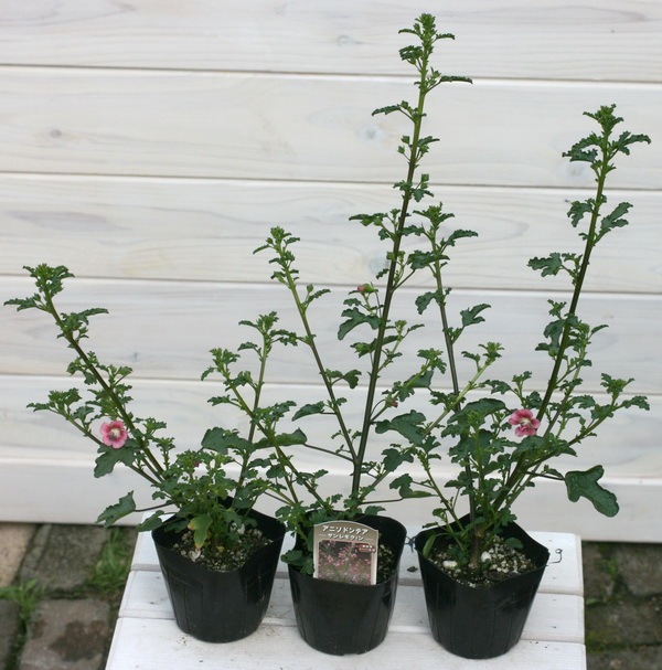 安い購入 花の苗 アニソドンテア マルバストロイデス 苗 植物 観葉植物 Csc Net Sa