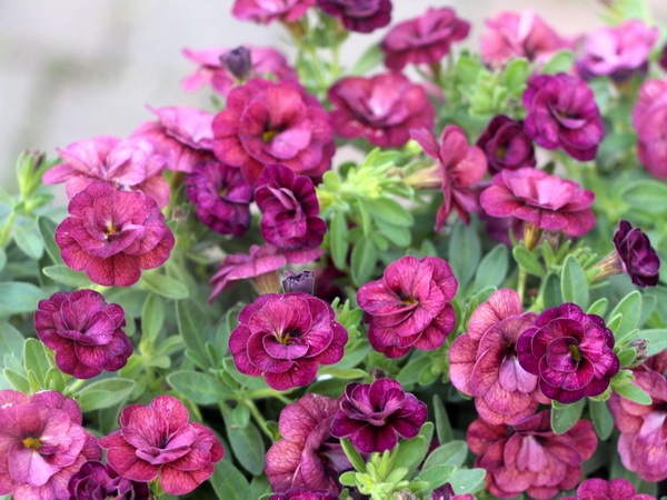 ジョルディカワムラさんのティフォシー・アンティークシリーズ