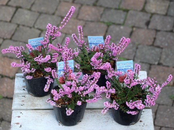 八重咲きカルーナ・ブルガリス（Dタイプ)