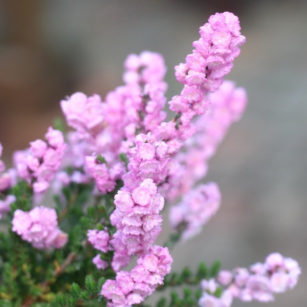 八重咲きカルーナ・ブルガリス（Dタイプ)