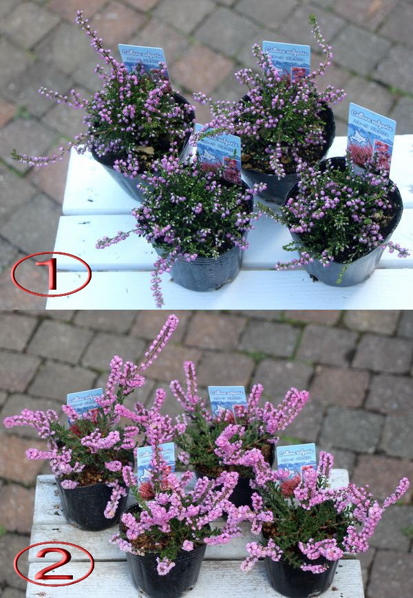 八重咲き カルーナ ブルガリス ツリー仕立て 園芸ネット本店｜カルーナ