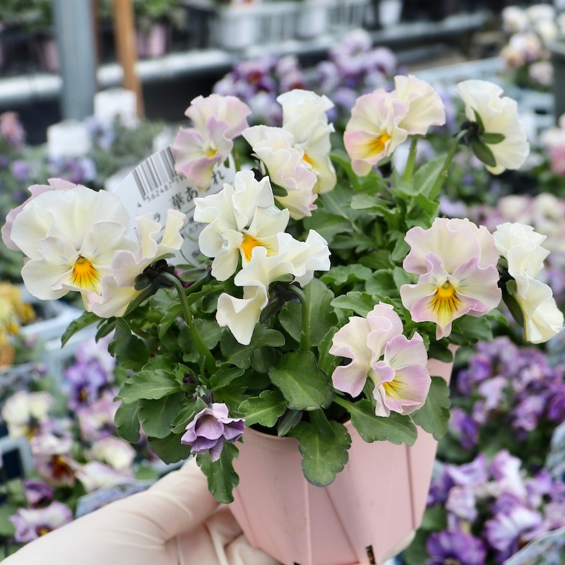 現品1点限り☆花日和さんのフリル咲きビオラ「華あられ」＜NSP2番＞