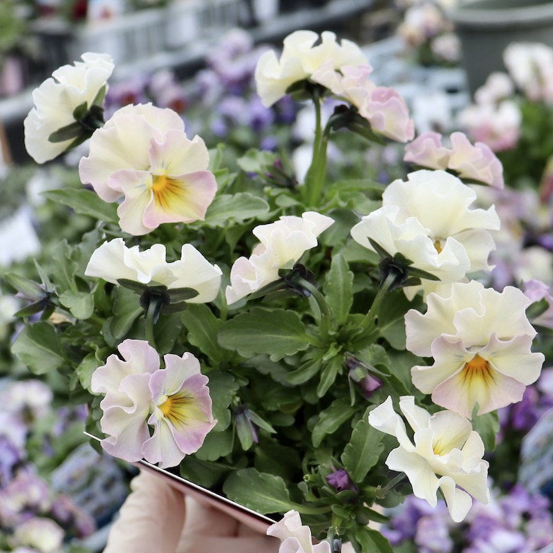 あられページ 現品1点限り☆花日和さんのフリル咲きビオラ「華あられ」＜NSP2番＞