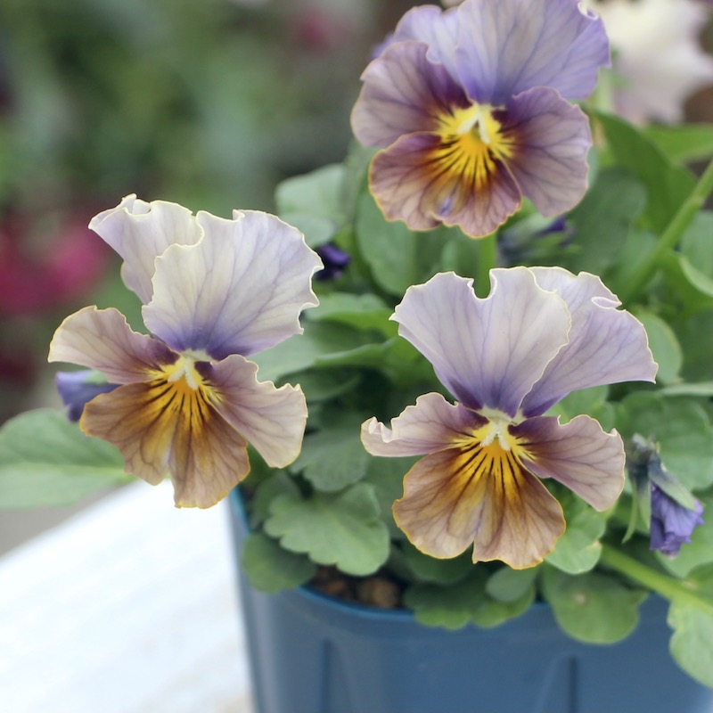 1点限り☆スペシャルなサトウ園芸さんのビオラ・ヌーヴェルヴァーグ