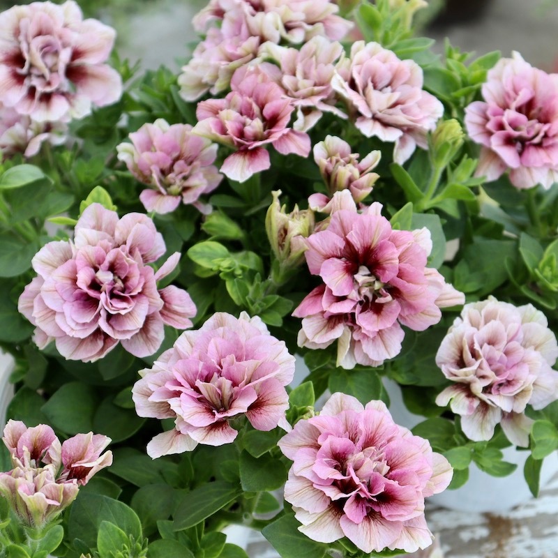 ホタルイカゆで美　美品　ロスリール アニマス プラチナ 7/8 未使用品 花日和さんの八重咲きペチュニア・ホイップマカロン「レ