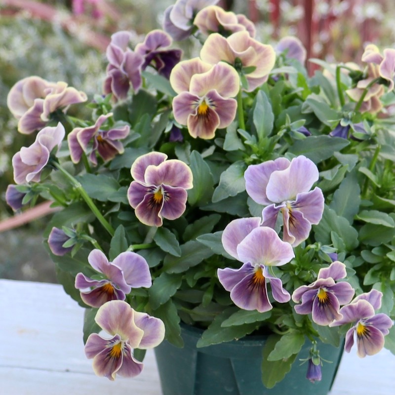 桂楓園 ビオラマジックアワー 希少3苗セット ブルー ビオラレディ